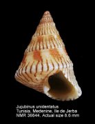 Jujubinus unidentatus (6)